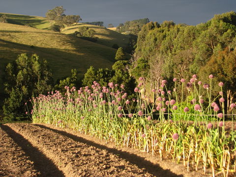 Meeniyan Garlic Festival - Accommodation Sydney 1