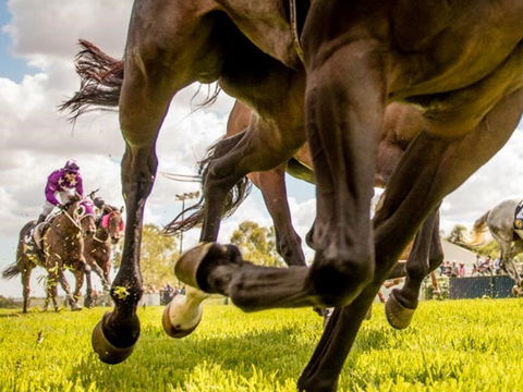 Night Markets And Race Day - Accommodation Sydney 0