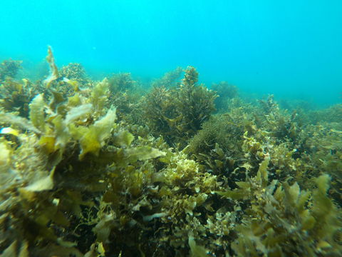 Recovery Of The Great Barrier Reef Expedition - Accommodation Sydney 2