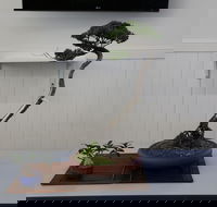 Wauchope Bonsai Workshop Group - Accommodation Sydney