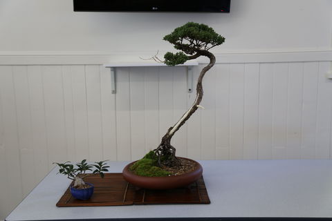 Wauchope Bonsai Workshop Group - Accommodation Sydney 0