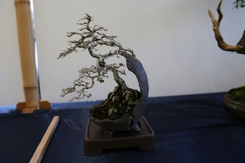 Wauchope Bonsai Workshop Group - Accommodation Sydney 1