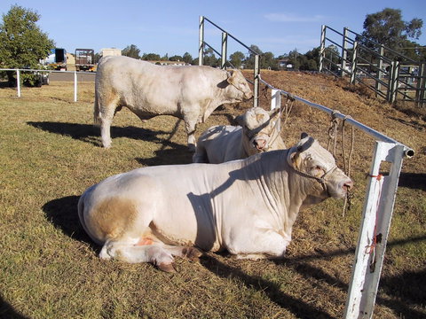 Wee Waa Show - Accommodation Sydney 2