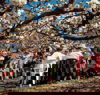 Young Cherry Blossom Long Lazy Lunch - Sydney 4u