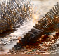 Aussie Wildlife Course - July/August/September - Accommodation Sydney