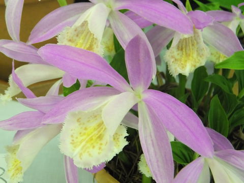 Blackheath Flower And Craft Show - Accommodation Sydney 2
