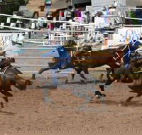 Dalgety Team Penning - Sydney 4u