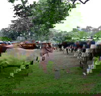 Dorrigo Agricultural Show - Accommodation Sydney