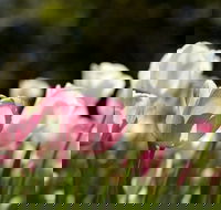 Floriade Reimagined - Accommodation Sydney