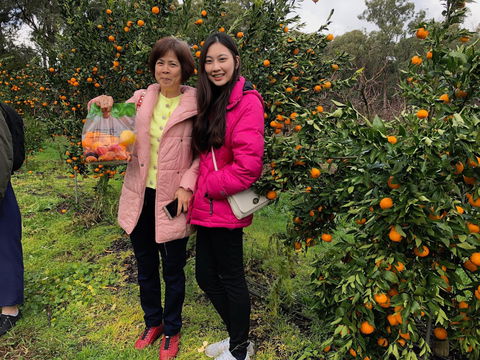 Fruit Taste Adventure Tours - Sydney 4u 0