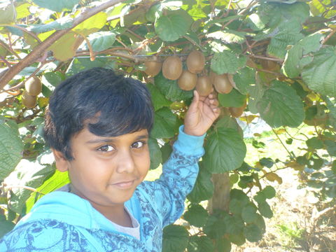 Fruit Taste Adventure Tours - Sydney 4u 1