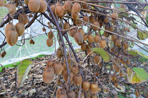Fruit Taste Adventure Tours - Sydney 4u 2