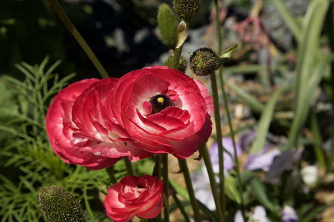 Garden Expo Benalla - Accommodation Sydney 0