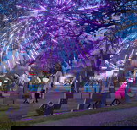 Grafton Jacaranda Festival - Sydney 4u