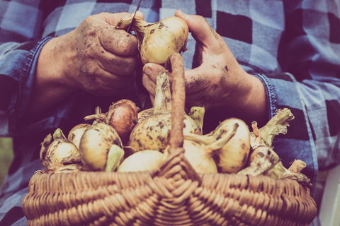 Grafton Farmers Market - Sydney 4u 0
