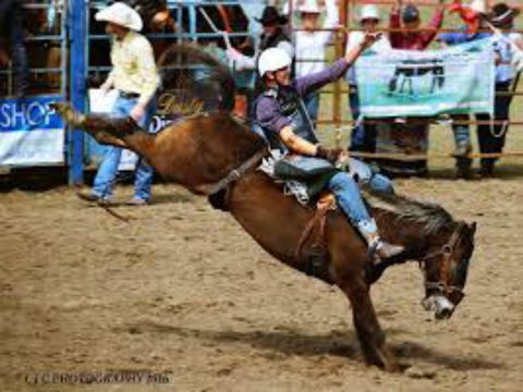 Gresford  Campdraft And Rodeo - Sydney 4u 2