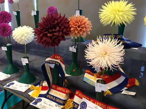 Kiama Show - Accommodation Sydney 2