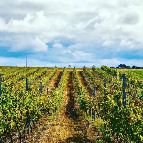 Peter Teakle Wines - Accommodation Sydney 1