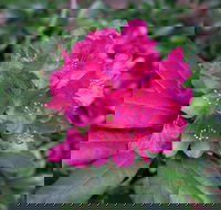 Rhododendrons at Brangayne - Accommodation Sydney