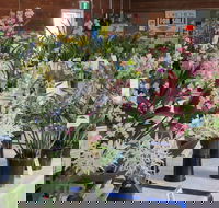 Sapphire Coast Orchid Club Spring Orchid Show - Accommodation Sydney