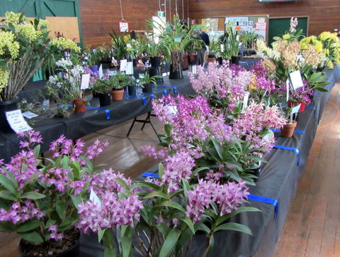 Sapphire Coast Orchid Club Spring Orchid Show - Accommodation Sydney 1