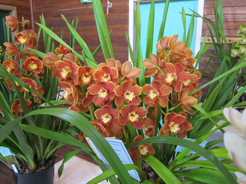 Sapphire Coast Orchid Club Spring Orchid Show - Accommodation Sydney 2