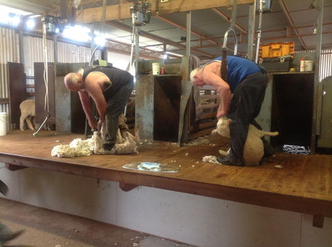 Sheep Shearing Farm Tour - Accommodation Sydney 0