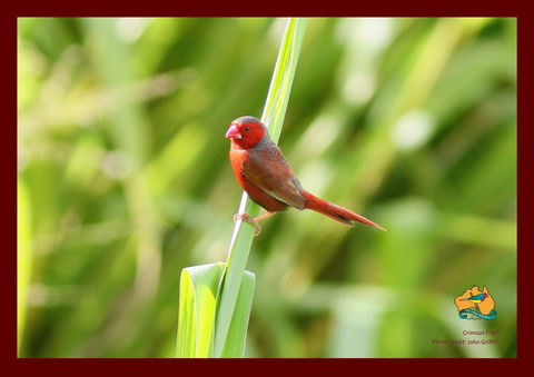 Spring Into Finches And Softbills - Sydney 4u 0