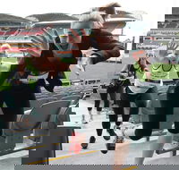 Stadium Stomp Adelaide Oval - Postponed - Sydney 4u