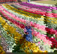 Tesselaar Tulip Festival - Accommodation Sydney