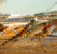 Walgett Charity Bushman's Carnival Rodeo and Campdraft - Accommodation Sydney