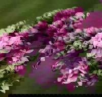 69th Annual Goulburn Lilac City Festival - Accommodation Sydney