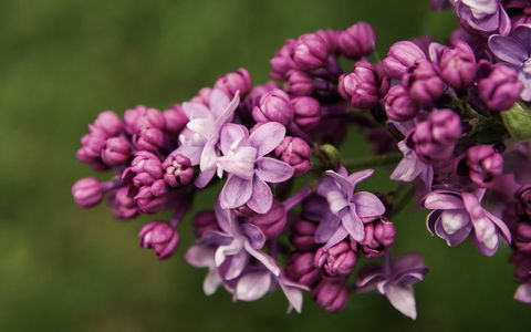 69th Annual Goulburn Lilac City Festival - Accommodation Sydney 0