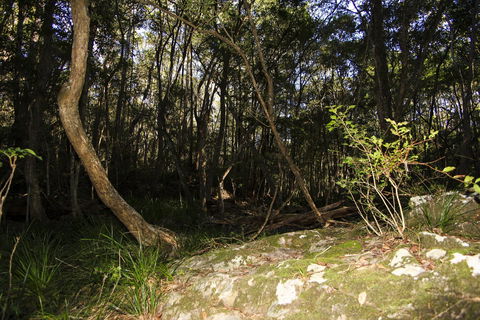 Bottlebutt Bash Trail Run - Accommodation Sydney 1