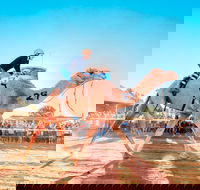 Boulia Camel Races - Accommodation Sydney