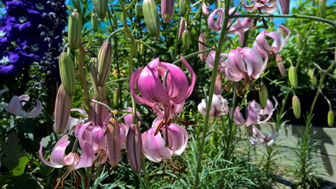 Burnie Lilium Show - Accommodation Sydney 1