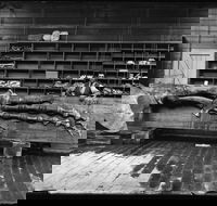 Capturing Nature Early photography at the Australian Museum 1857  1893 - Accommodation Sydney