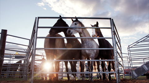 Cunnamulla Fella Festival 2020 - Accommodation Sydney 1