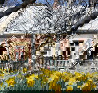 Daffodils at Rydal - Accommodation Sydney