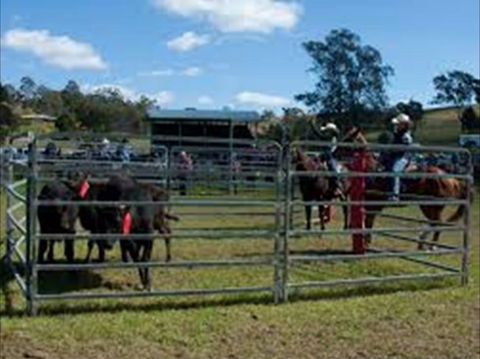 Dungog Team Penning - Sydney 4u 0