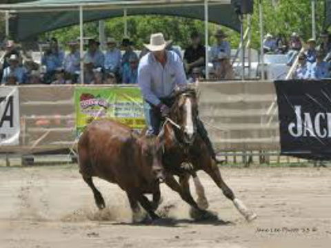 Dungog Team Penning - Sydney 4u 1