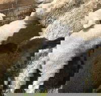 Flinders Island Show - Accommodation Sydney