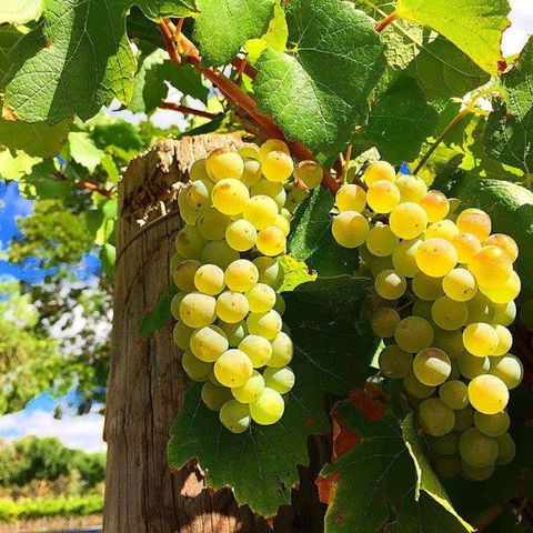 GetawaysSA Bringing Barossa To Your Door - Accommodation Sydney 0