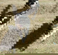Great Nundle Dog Race - Sydney 4u