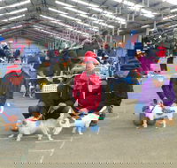 Hamilton Jack Russell Terrier and Hunting Dog Show - Accommodation Sydney