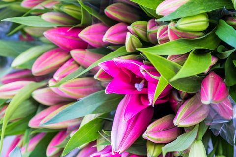 Harvest Launceston Community Farmers' Market - Accommodation Sydney 0