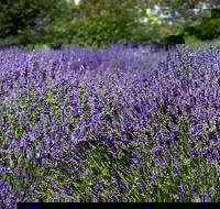 Lavender Herb and Chilli Festival - Accommodation Sydney