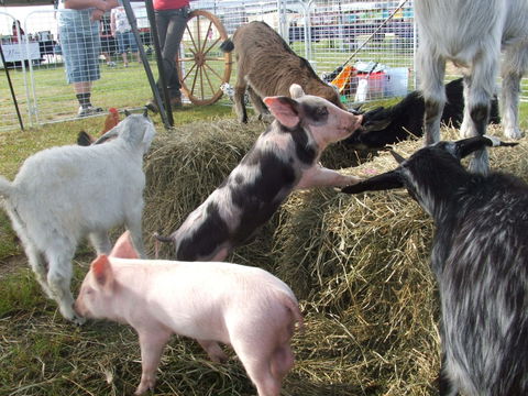 Primex Field Days - Online Virtual Event - Accommodation Sydney 2