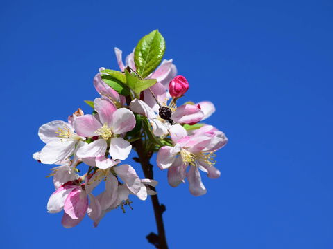 Spring Time At Hunter Valley Gardens - Accommodation Sydney 0