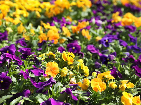Spring Time At Hunter Valley Gardens - Accommodation Sydney 2